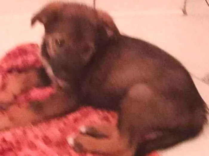 Cachorro raça Srd idade 2 a 6 meses nome Tobias