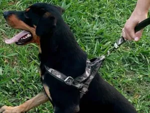 Cachorro raça Rottweiler com vira-latas  idade 2 anos nome Thor