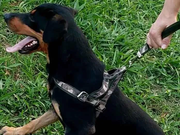 Cachorro ra a Rottweiler com vira-latas  idade 2 anos nome Thor