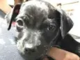 Maia