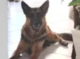 Maia