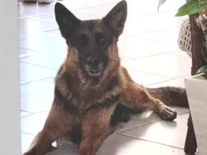 Cachorro raça Pastor alemão  idade 2 anos nome Maia