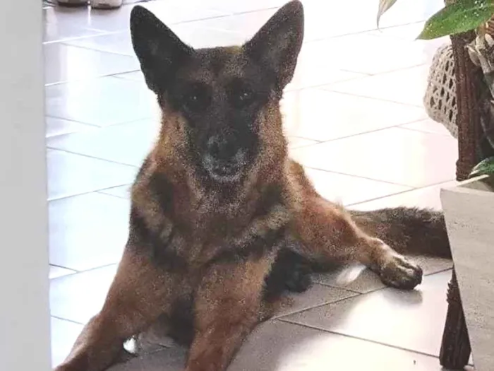 Cachorro ra a Pastor alemão  idade 2 anos nome Maia