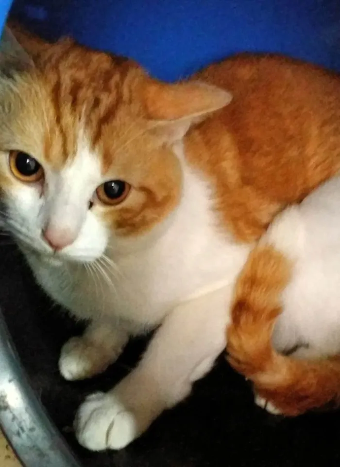 Gato ra a SRD-ViraLata idade 1 ano nome TANGERINA