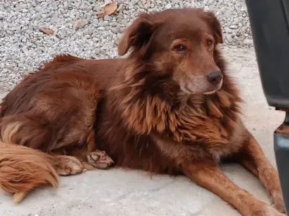 Cachorro raça SRD idade 5 anos nome Thor