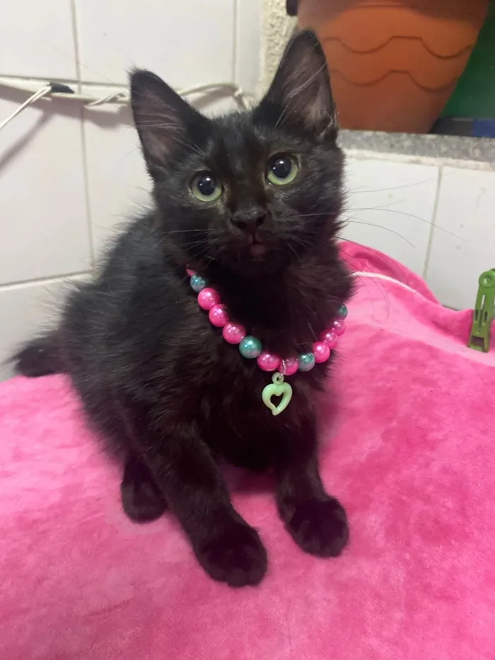 Cachorro ra a SRD-ViraLata idade Abaixo de 2 meses nome Maria Flor