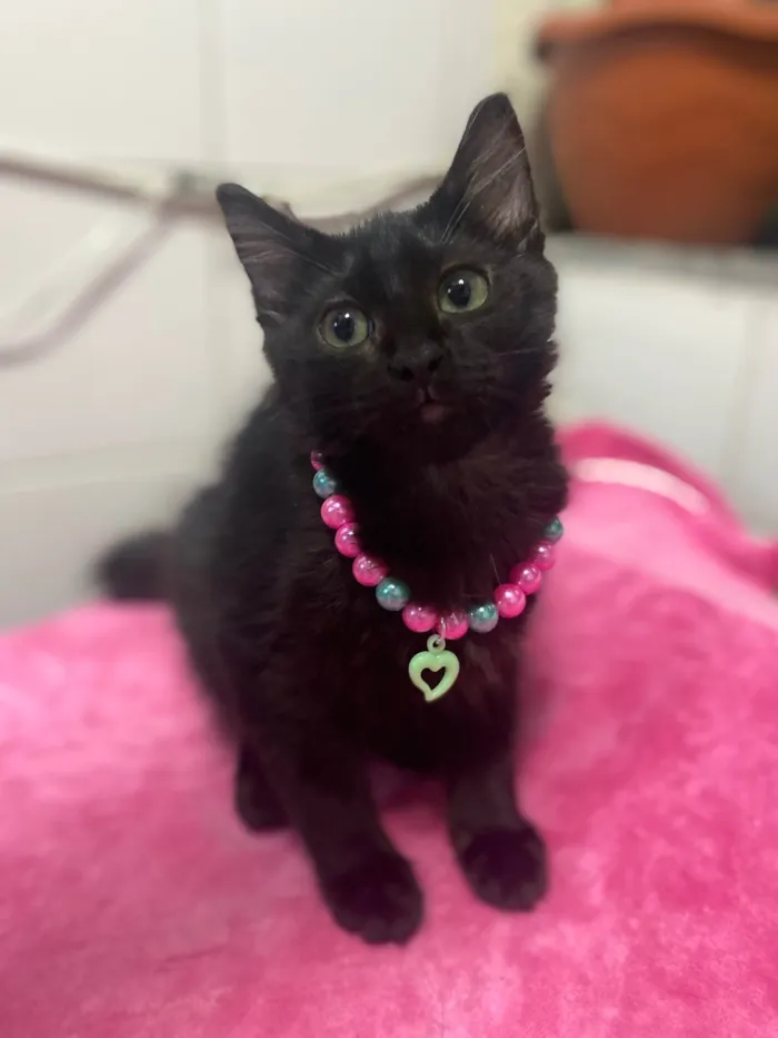 Cachorro ra a SRD-ViraLata idade Abaixo de 2 meses nome Maria Flor