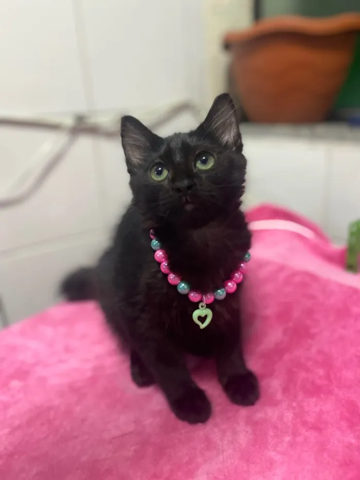 Cachorro ra a SRD-ViraLata idade Abaixo de 2 meses nome Maria Flor