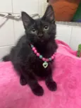Gato raça Srd idade 2 a 6 meses nome Maria Flor