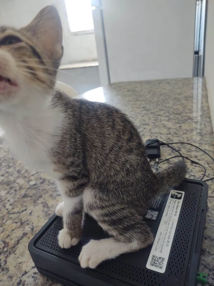 Gato ra a SRD-ViraLata idade Abaixo de 2 meses nome Theo