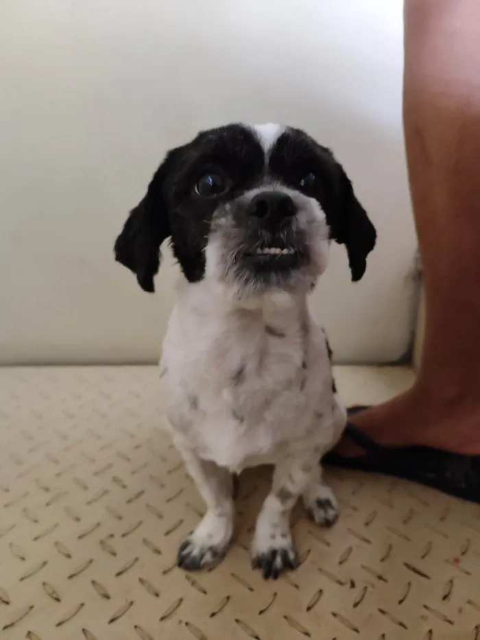 Cachorro ra a Shitzu idade 4 anos nome Riana