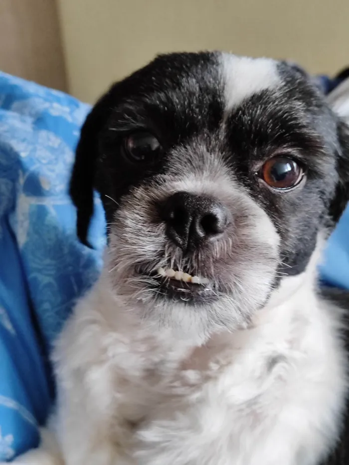 Cachorro ra a Shitzu idade 4 anos nome Riana