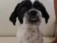 Riana