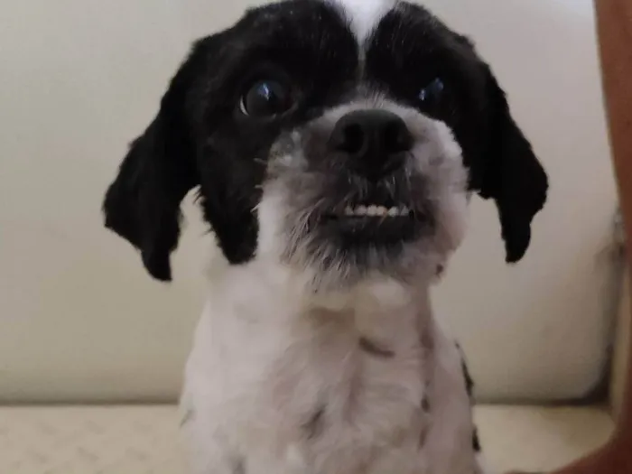 Cachorro ra a Shitzu idade 4 anos nome Riana