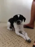 Riana