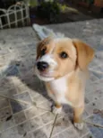 Cachorro raça SRD-ViraLata idade 2 a 6 meses nome Leoni