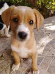 Cachorro raça SRD-ViraLata idade 2 a 6 meses nome Leoni