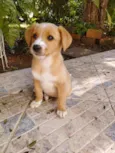 Cachorro raça SRD-ViraLata idade 2 a 6 meses nome Leoni