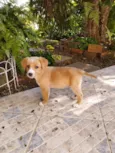 Cachorro raça SRD-ViraLata idade 2 a 6 meses nome Leoni