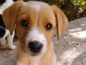 Cachorro raça SRD-ViraLata idade 2 a 6 meses nome Leoni