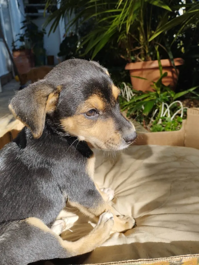 Cachorro raça SRD-ViraLata idade 2 a 6 meses nome Raul 