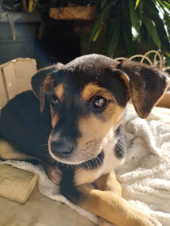 Cachorro raça SRD-ViraLata idade 2 a 6 meses nome Raul 