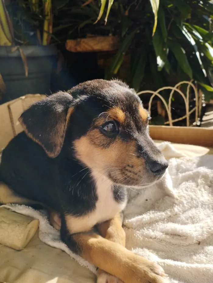 Cachorro raça SRD-ViraLata idade 2 a 6 meses nome Raul 