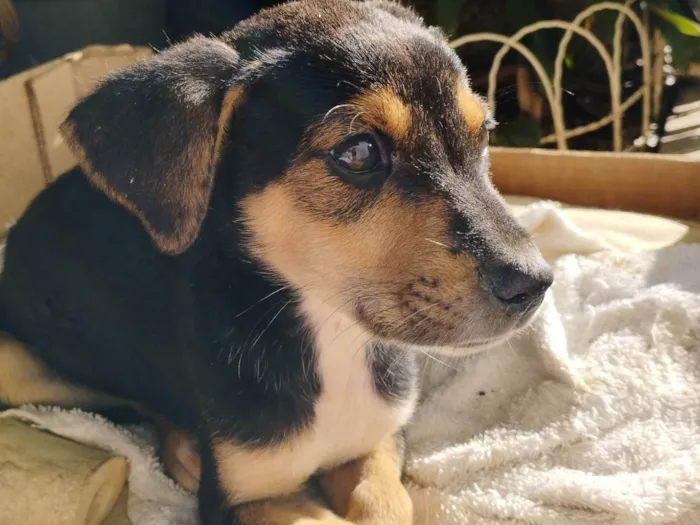 Cachorro raça SRD-ViraLata idade 2 a 6 meses nome Raul 