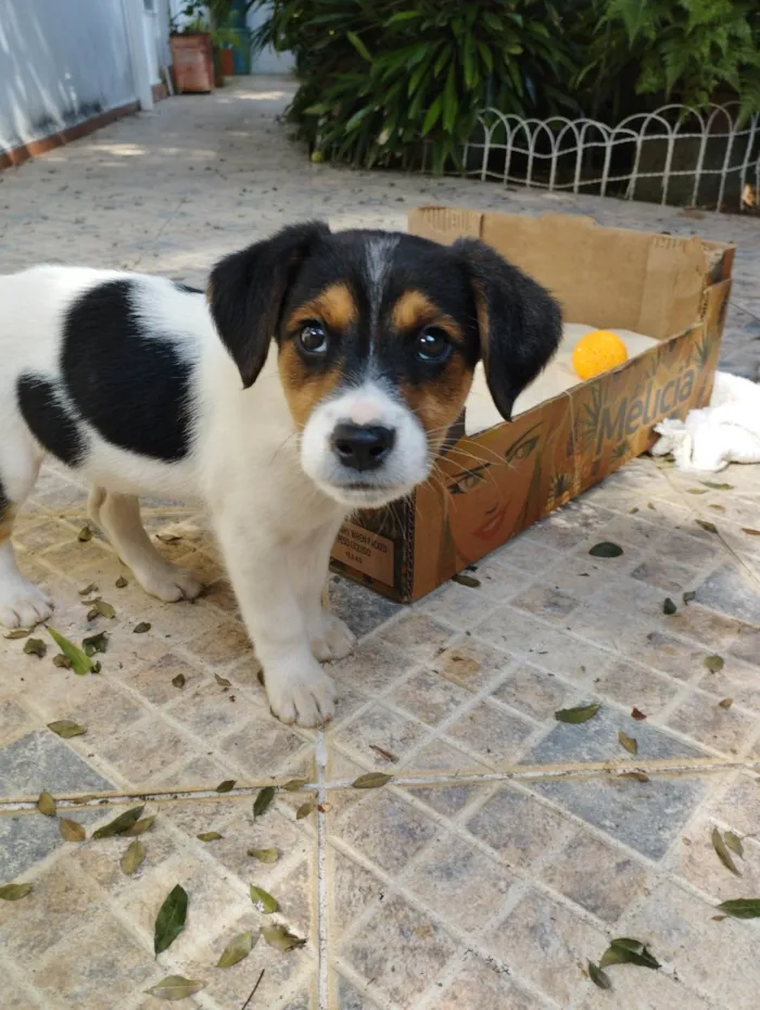 Cachorro raça SRD-ViraLata idade 2 a 6 meses nome Bob