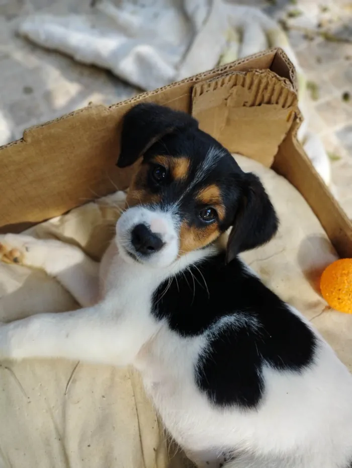 Cachorro raça SRD-ViraLata idade 2 a 6 meses nome Bob