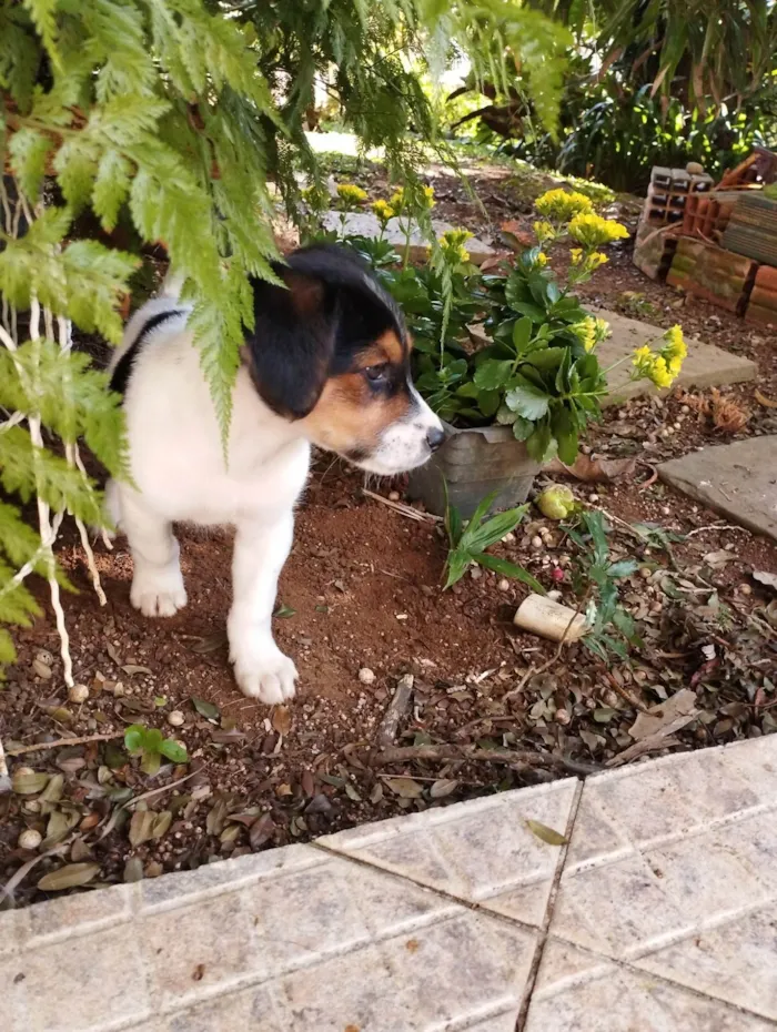 Cachorro raça SRD-ViraLata idade 2 a 6 meses nome Bob