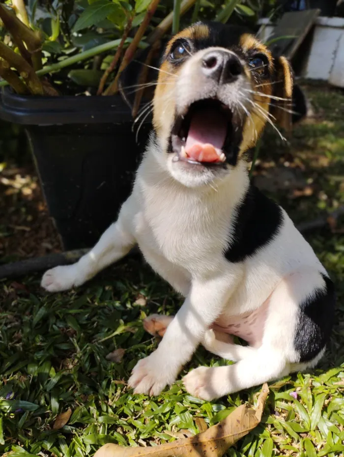 Cachorro raça SRD-ViraLata idade 2 a 6 meses nome Marley 