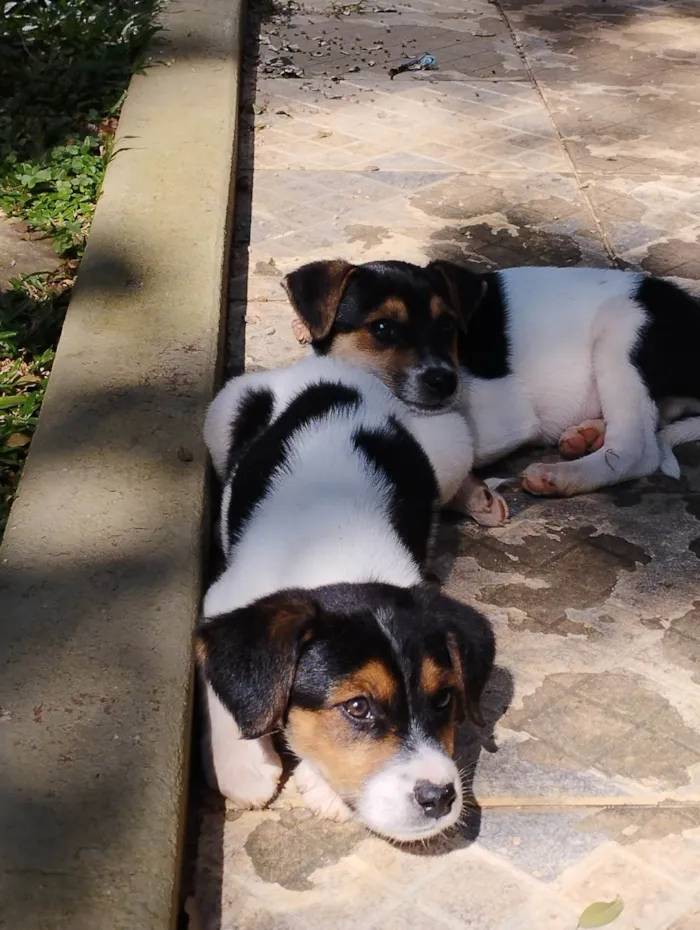 Cachorro raça SRD-ViraLata idade 2 a 6 meses nome Marley 