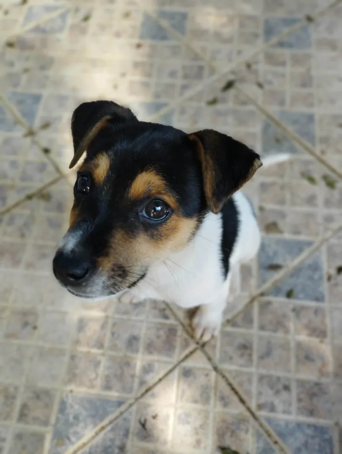 Cachorro raça SRD-ViraLata idade 2 a 6 meses nome Marley 