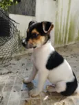 Cachorro raça SRD-ViraLata idade 2 a 6 meses nome Marley 