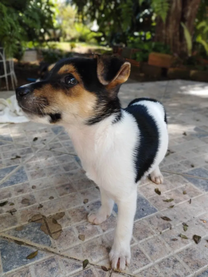 Cachorro raça SRD-ViraLata idade 2 a 6 meses nome Marley 