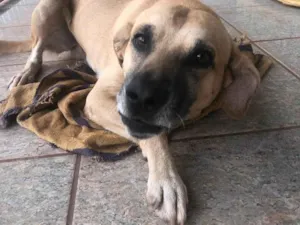 Cachorro raça SRD-ViraLata idade 2 anos nome CHICO