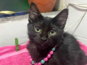 Gato raça Srd idade 2 a 6 meses nome Maria Flor