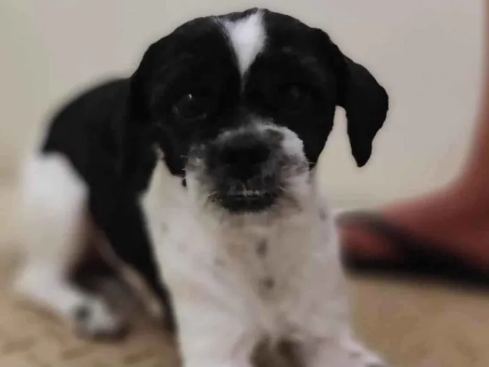 Cachorro ra a Shitzu idade 4 anos nome Riana