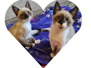 Gato raça Srd idade 2 a 6 meses nome Filhotinhos e mãezinha