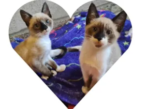 Gato raça Srd idade 2 a 6 meses nome Irmãozinhos