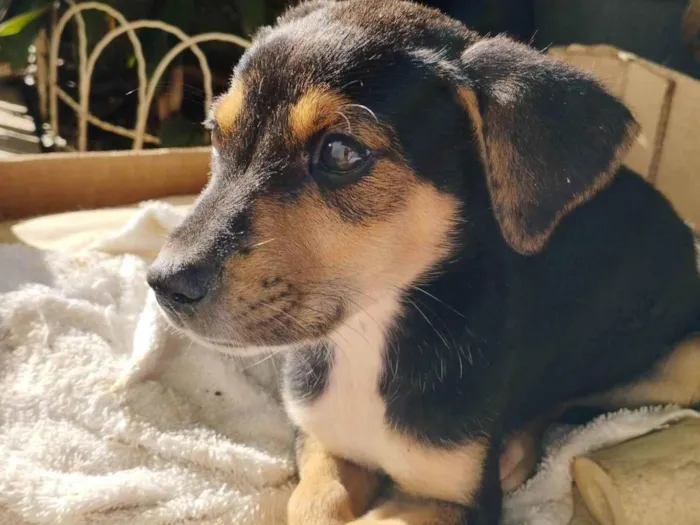 Cachorro raça SRD-ViraLata idade 2 a 6 meses nome Raul 