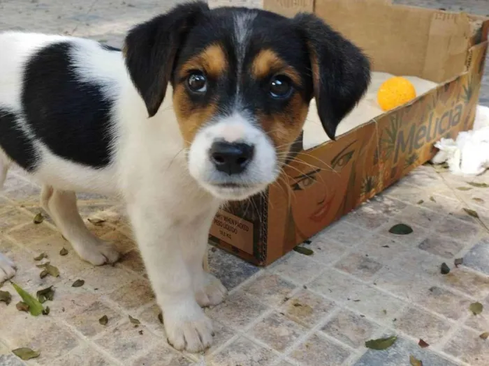 Cachorro raça SRD-ViraLata idade 2 a 6 meses nome Bob