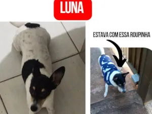 Cachorro raça Srd idade 6 ou mais anos nome GRATIFICA - Luna