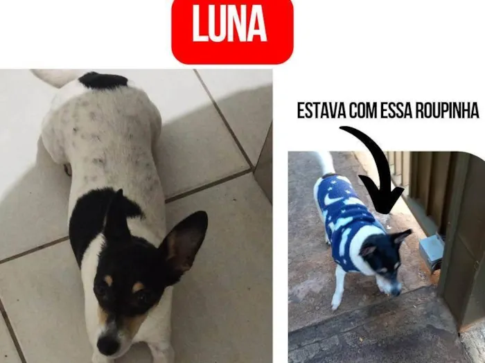 Cachorro ra a Srd idade 6 ou mais anos nome GRATIFICA - Luna