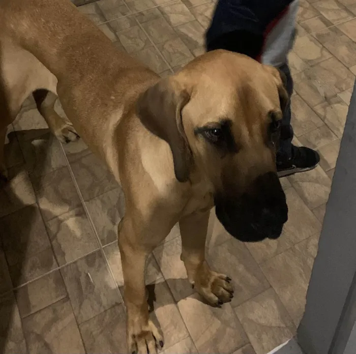 Cachorro ra a Fila brasileiro  idade 7 a 11 meses nome Chefão 