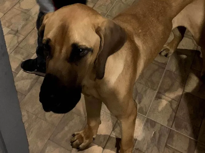 Cachorro ra a Fila brasileiro  idade 7 a 11 meses nome Chefão 