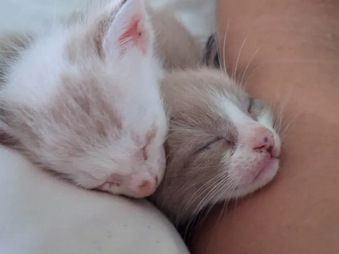 Gato ra a Sem raça idade 7 a 11 meses nome Sem nome