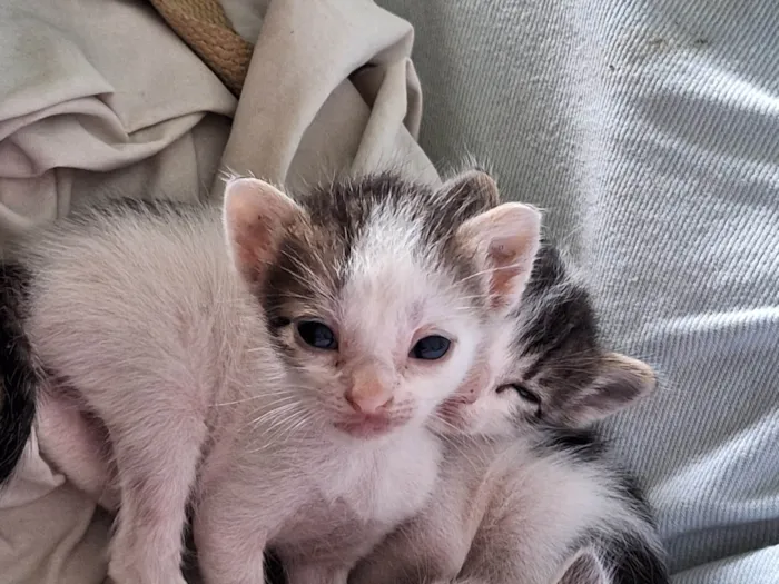 Gato ra a Sem raça idade 7 a 11 meses nome Sem nome