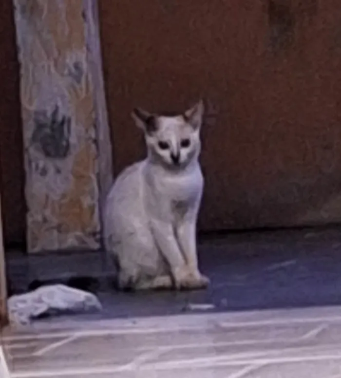 Gato ra a Sem raça idade 7 a 11 meses nome Sem nome